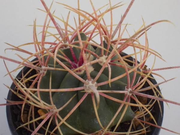 フェロカクタス 鯱頭(Ferocactus cylindraceus) 多肉植物データベース