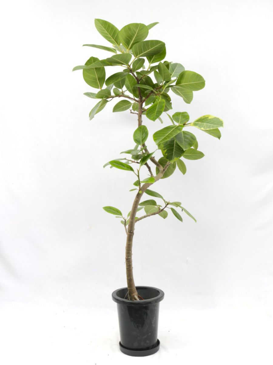 フィカス・アルテシマ 8号の通販 | 観葉植物通販AONOKI（あおのき）