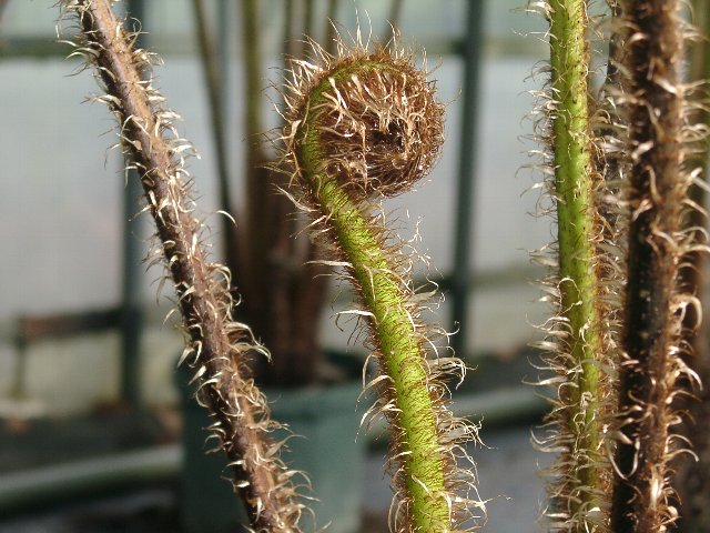 レーシーツリーファーン