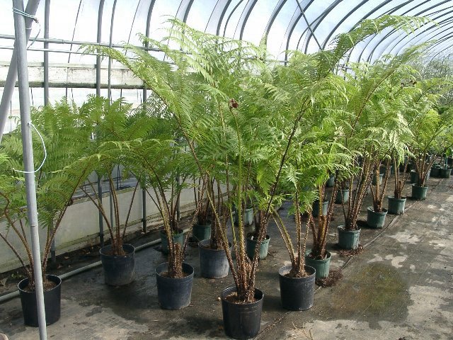 レーシーツリーファーン