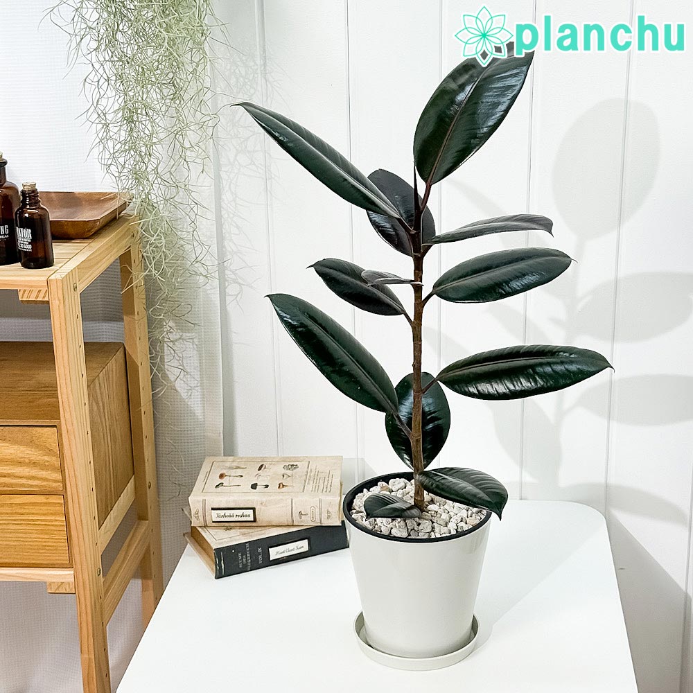 PLANCHU 観葉植物 フィカス バーガンディ ストレート 5号鉢 受け皿付き