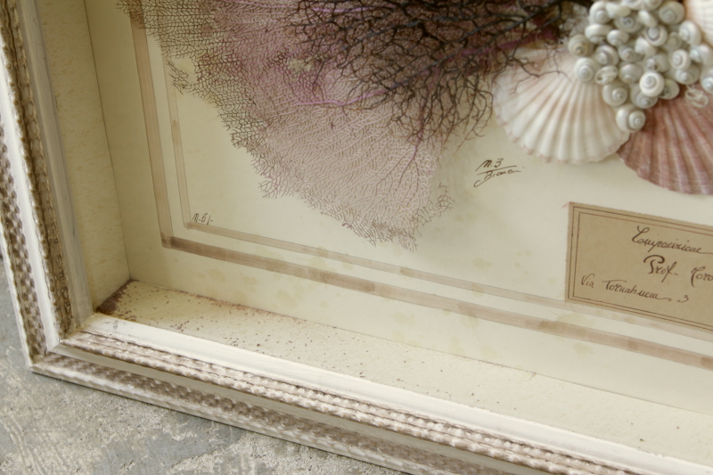 アンティーク標本 貝 珊瑚 海藻 アートフレーム イタリアフィレンツェ