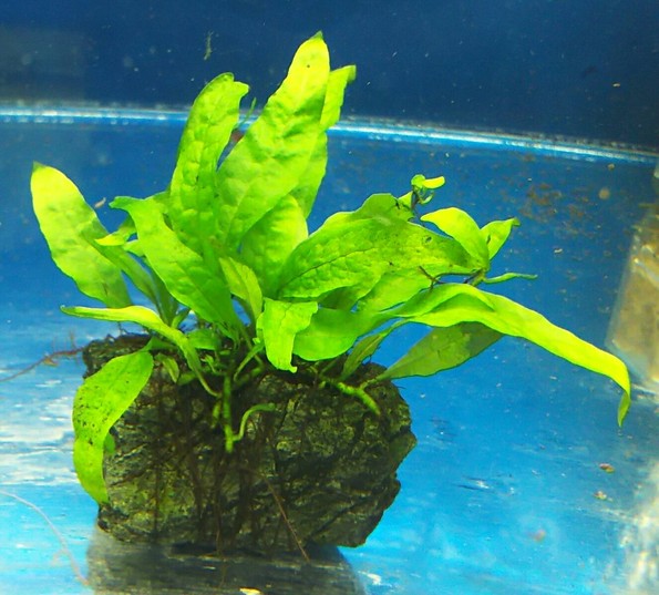 ミクロソリウム・スモールリーフ Microsorium sp. 石付 【アクア