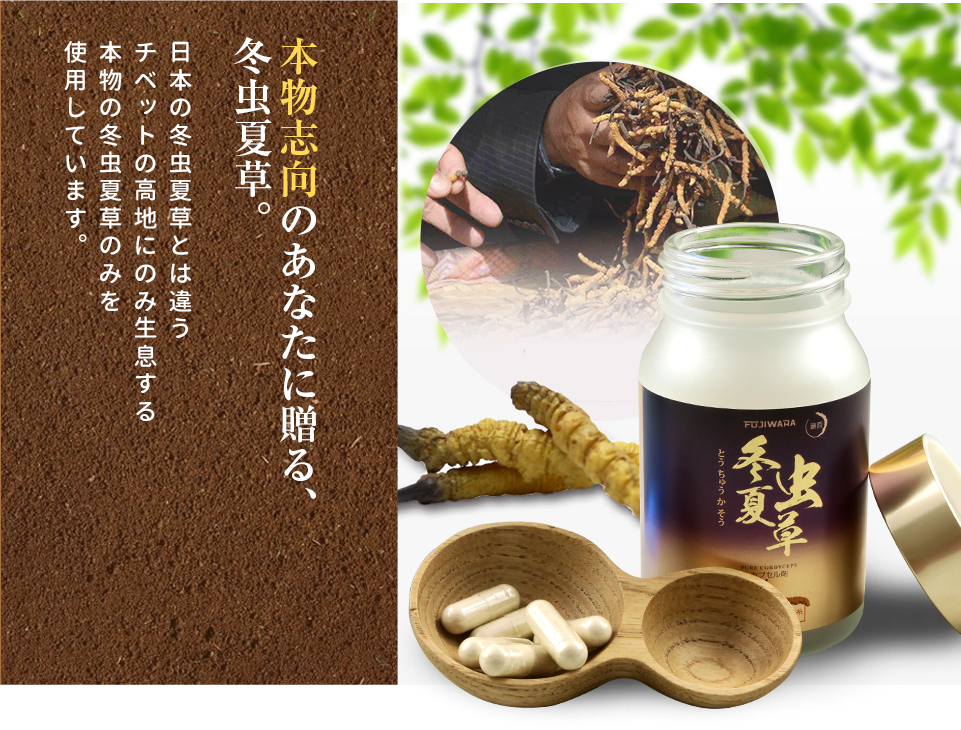 藤原株式会社の冬虫夏草】本物の冬虫夏草菌糸100%サプリは本場チベット