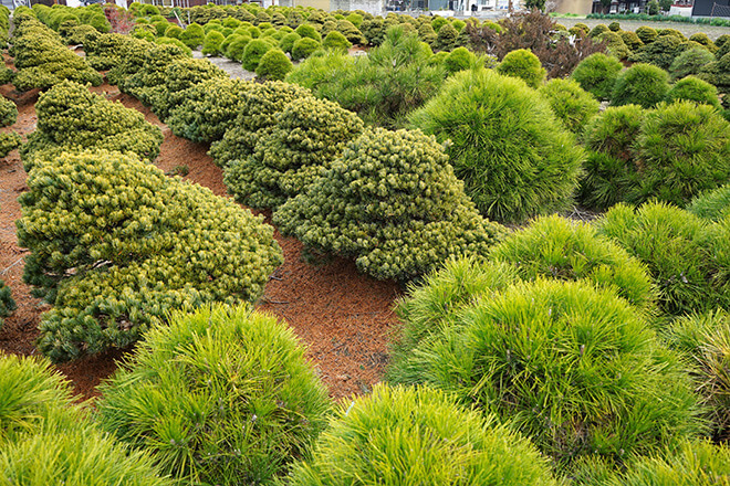 瀬戸内の島々で山採りをした黒松盆栽が並ぶ「北谷養盛園」 | 高松盆栽