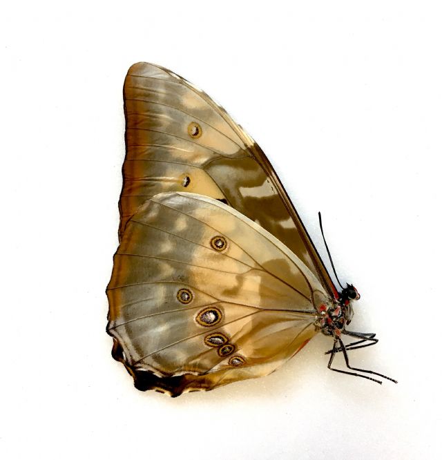 Morpho cypris ff cypris F