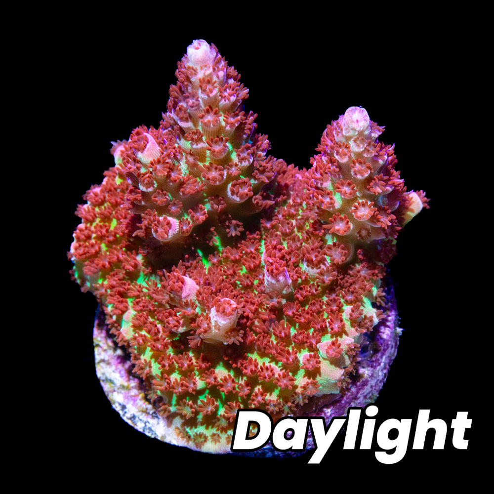 Princess Peach Acropora - Tidal Gardens