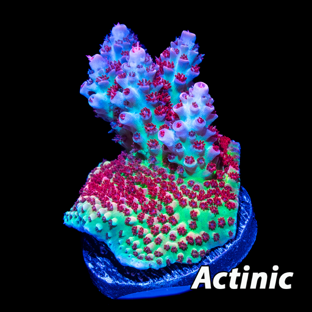 Princess Peach Acropora - Tidal Gardens