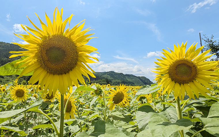 上郷町のひまわり畑 | 遠野時間｜遠野市観光情報サイト