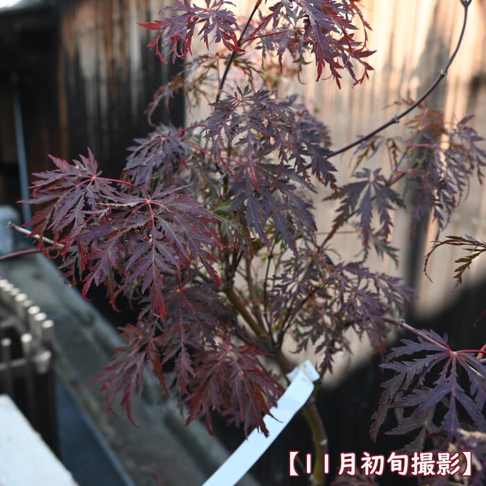 楽天市場】もみじ 鉢植え ヤマモミジ 赤しだれ もみじ盆栽 : 園芸