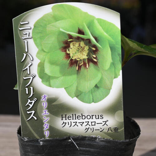 楽天市場】2023年新入荷苗 クリスマスローズ オリエンタリス グリーン