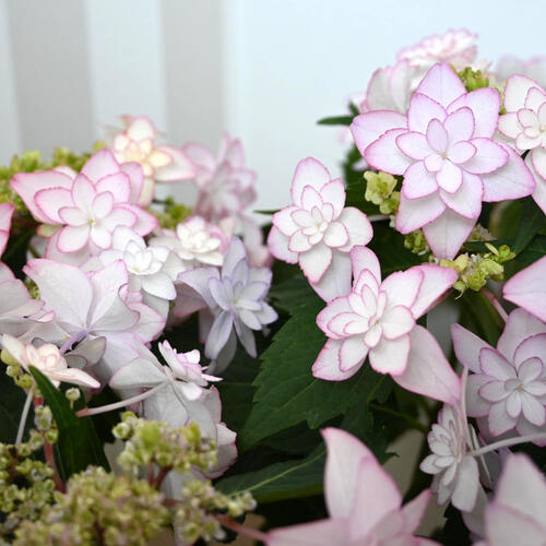 楽天市場】【剪定後のお届けとなります】お誕生日の贈り物に 2025年 母