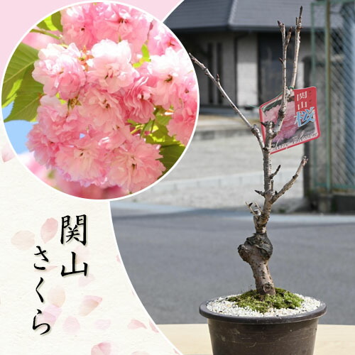 楽天市場】お買い物マラソン期間楽天ポイント2倍2026年4月開花 関山桜