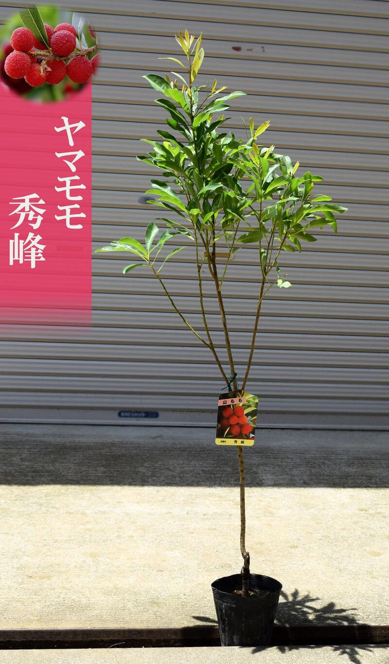 楽天市場】山桃 秀峰 ヤマモモ 苗木 雌木 : 園芸百貨店何でも揃うこ