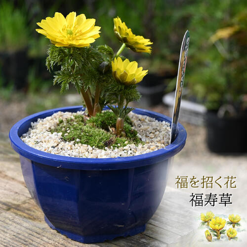 楽天市場】盆栽道具 花乃舞芽摘み鋏3-GL : 園芸百貨店何でも揃うこぼんさい