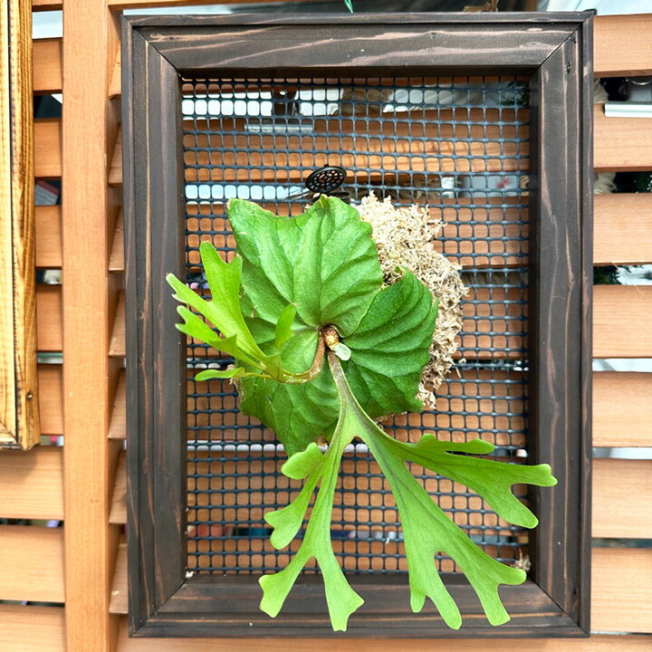 楽天市場】ビカクシダ（コウモリラン）用資材 『着生植物用 ウッド