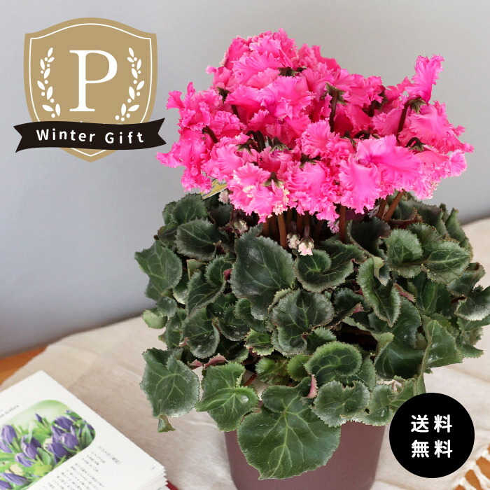 楽天市場】プレミアム シクラメン クリスピーノ フクシア 5号鉢 送料