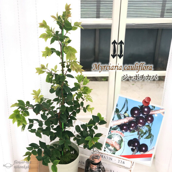 楽天市場】ジャボチカバ 苗 6号鉢 送料無料 四季成り 木葡萄 苗木 果樹