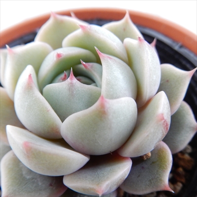 楽天市場】多肉植物 hmエケベリア ベンバディス 多肉植物 エケベリア