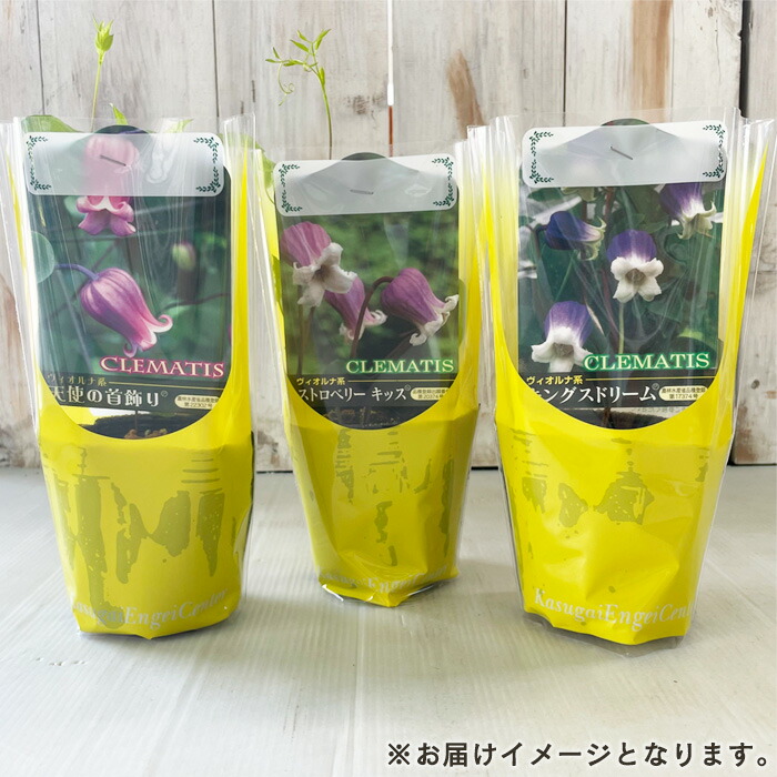 楽天市場】予約販売 クレマチス 苗 マクロペタラウェッセルトン