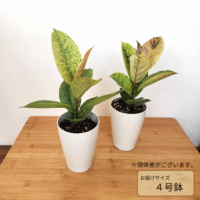 楽天市場】予約販売 観葉植物 斑入りフィカス ジン ゴムの木 4号鉢
