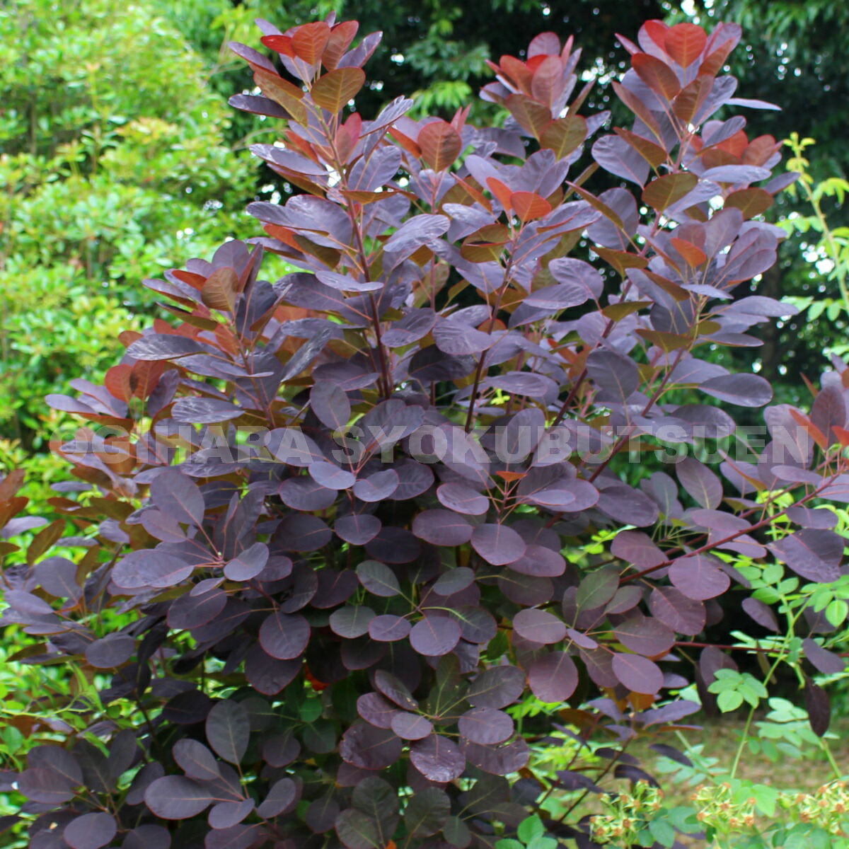 楽天市場】スモークツリー 'ロイヤル パープル' : おぎはら植物園