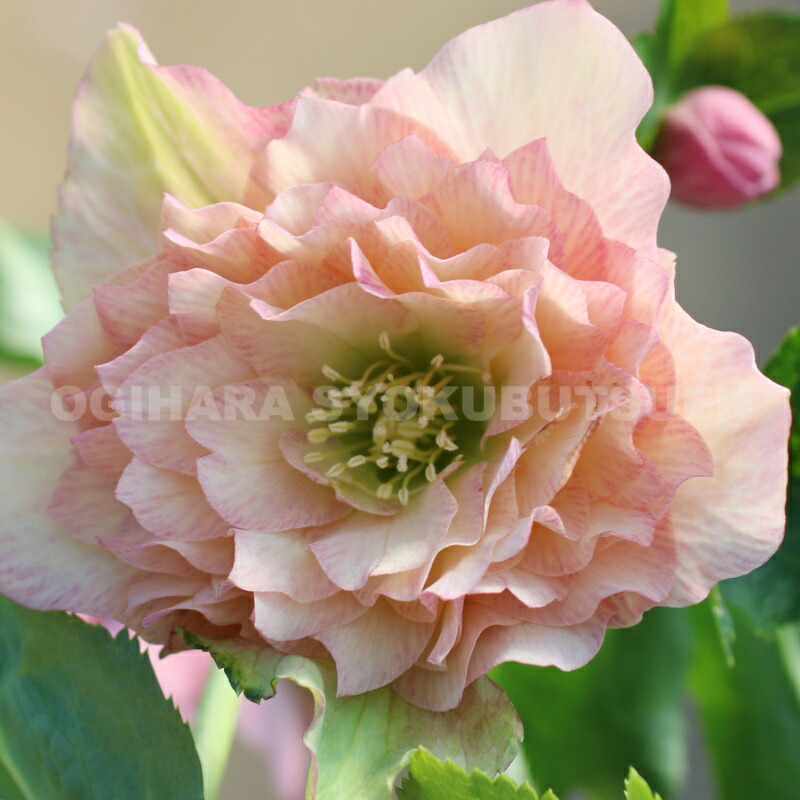 楽天市場】クリスマスローズ 多弁ダブル アプリコット系 大苗 : お