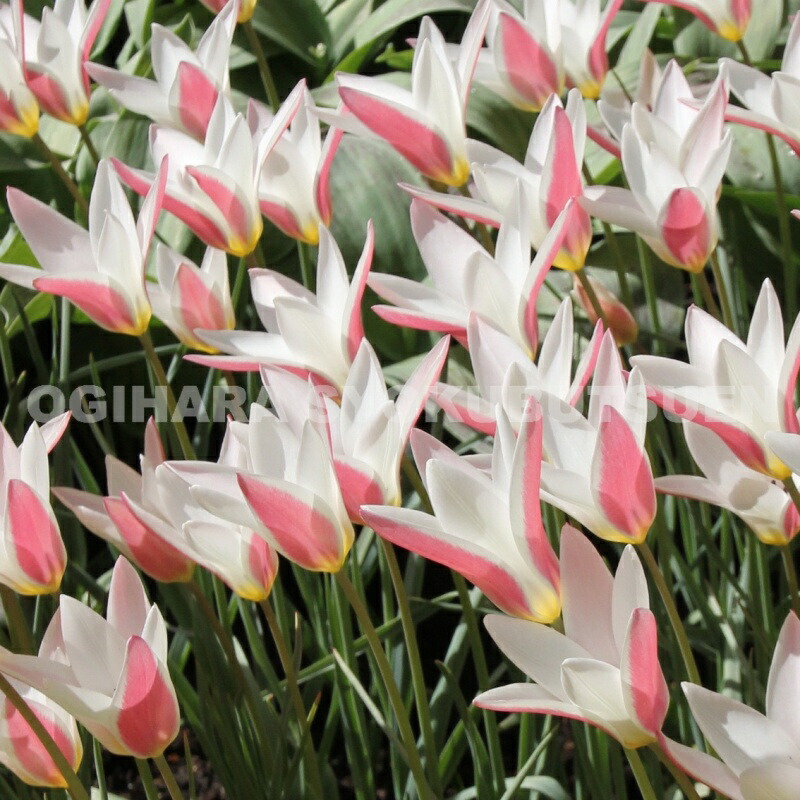 楽天市場】【球根販売】原種系チューリップ 'レディ ジェーン'【5球