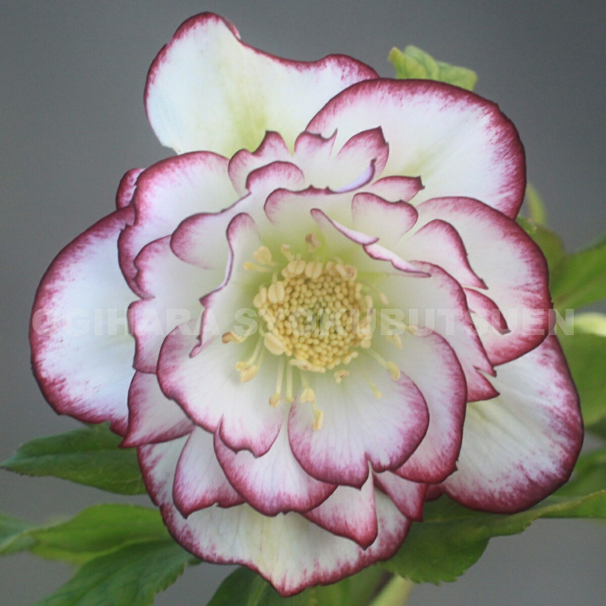 楽天市場】クリスマスローズ ホワイト ピコティ ダブル 大苗 : お