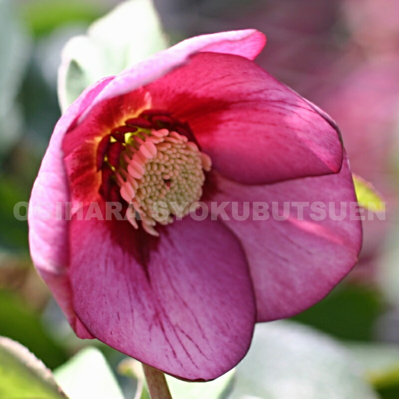 楽天市場】クリスマスローズ 'ピコティ' 大苗 （メリクロン） : お