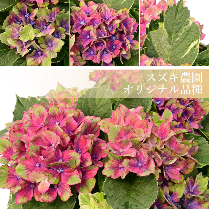 楽天市場】【数量限定】紫陽花 サプライズ 5号鉢 鉢植え ギフト 母の日
