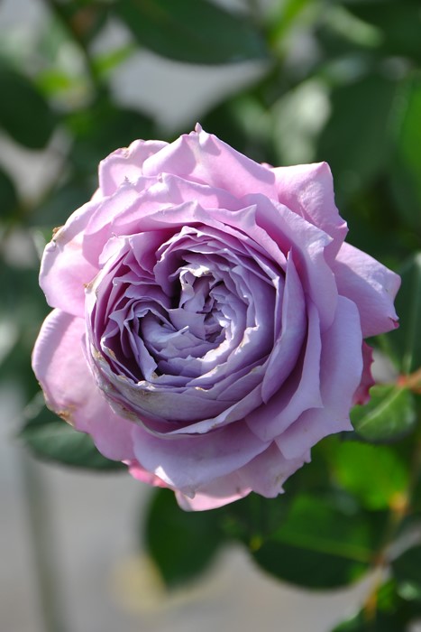 楽天市場】バラ苗【中苗】ノヴァーリス 国産苗 6号鉢植え品［農林水産