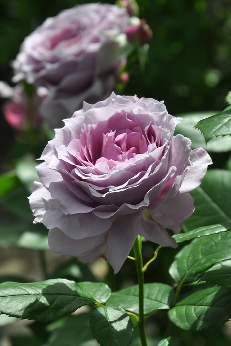 楽天市場】バラ苗【中苗】ノヴァーリス 国産苗 6号鉢植え品［農林水産