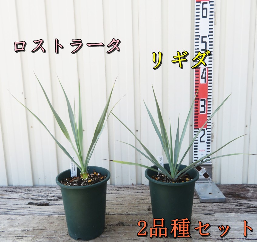 楽天市場】【品種・セットを選べる】ユッカ ロストラータ・リギダ 苗木