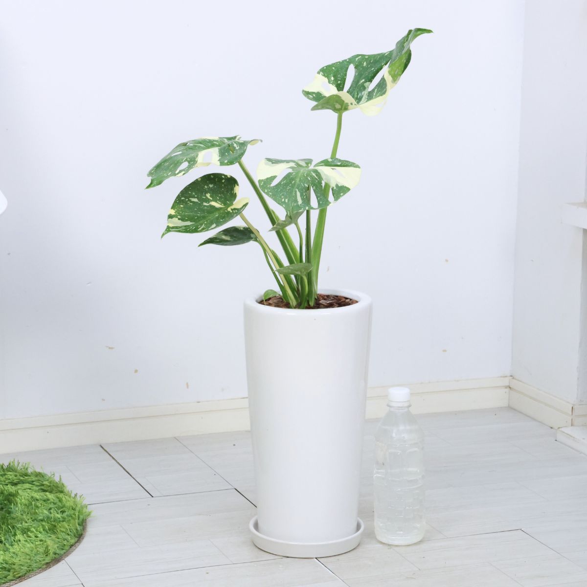 S*T様 10株セットlsw663【特別選抜】モンステラ・タイコンステ