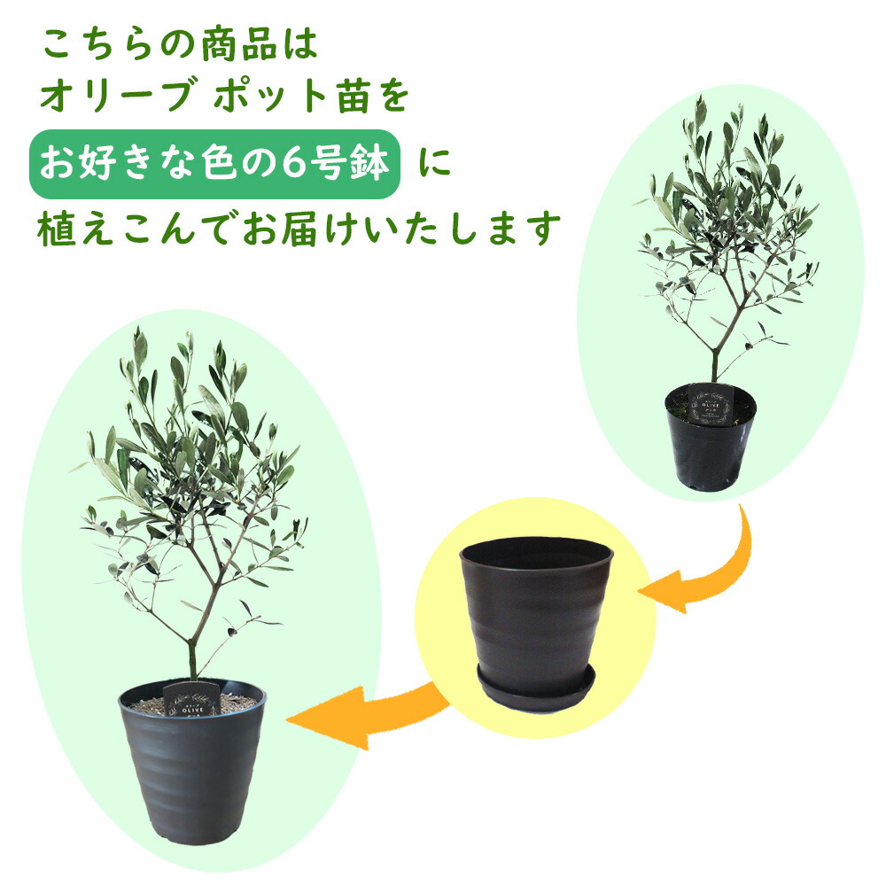 楽天市場】【 植え替え不要 】選べる鉢色 オリーブ 植え込み苗6号鉢