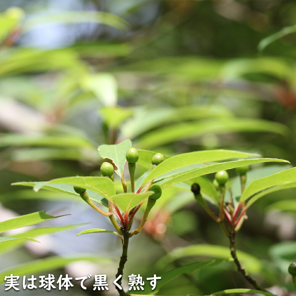 楽天市場】クロモジ 株立ち 2m 露地 苗木 : トオヤマグリーン