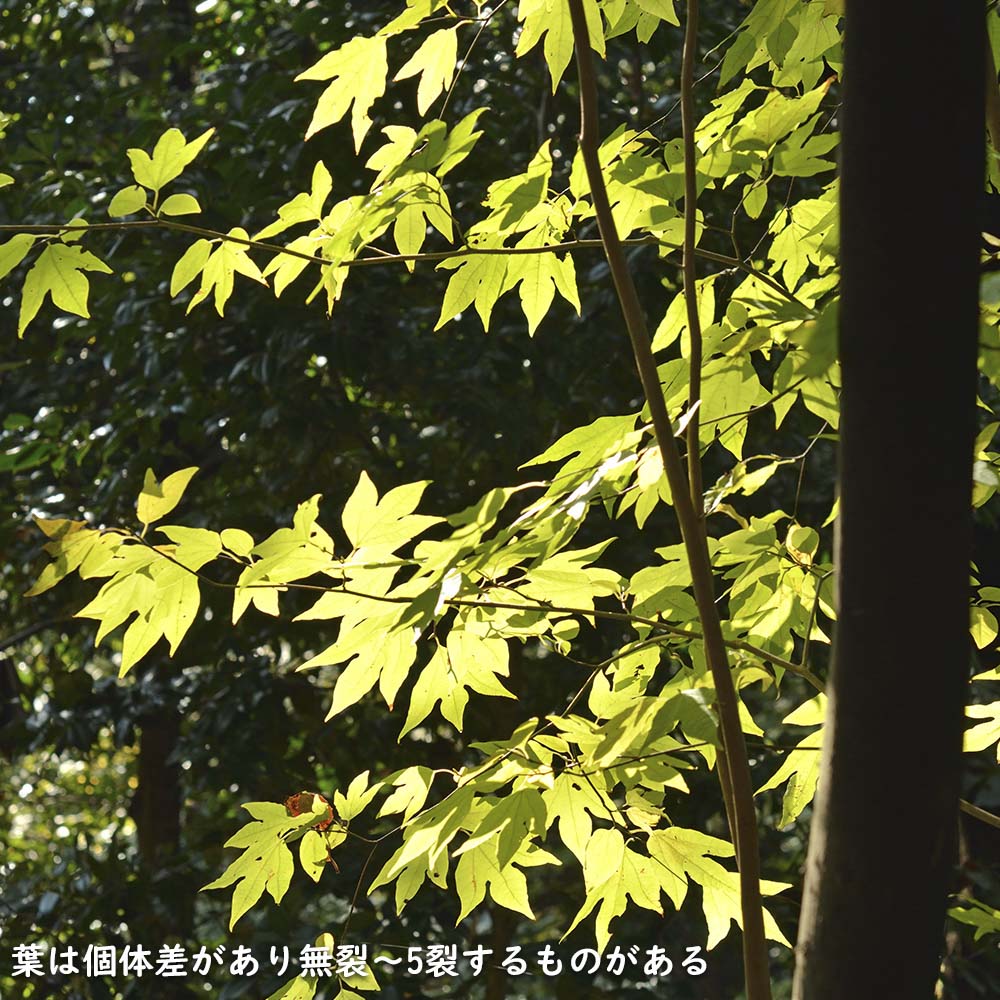 楽天市場】シロモジ 0.3m 10.5cmポット 苗 : トオヤマグリーン