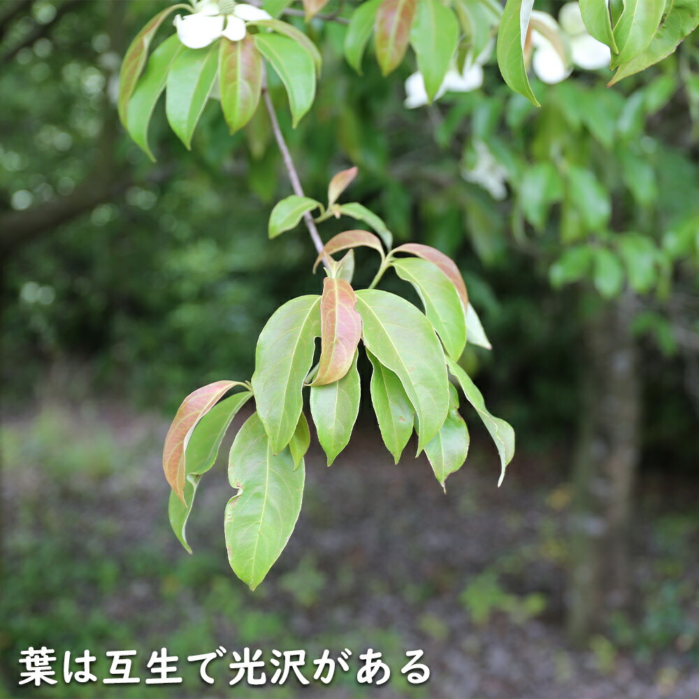 楽天市場】常緑ヤマボウシ 1m 15cmポット 苗 : トオヤマグリーン