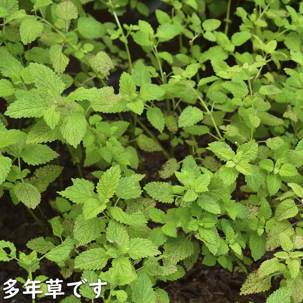 レモンバーム&エリゲロン 苗セット オーガニック 楽天市場