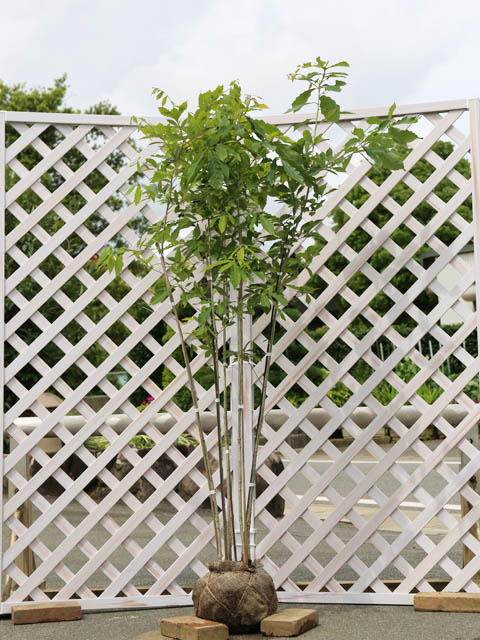 楽天市場】コナラ 株立ち 1.2m 露地 苗 : トオヤマグリーン