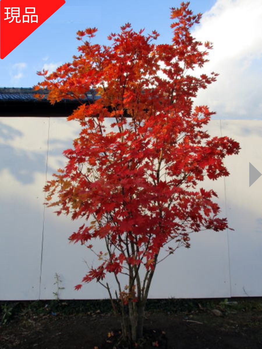 楽天市場】【現品発送】コハウチワカエデ 株立ち 樹高1.8-2.0m(根鉢