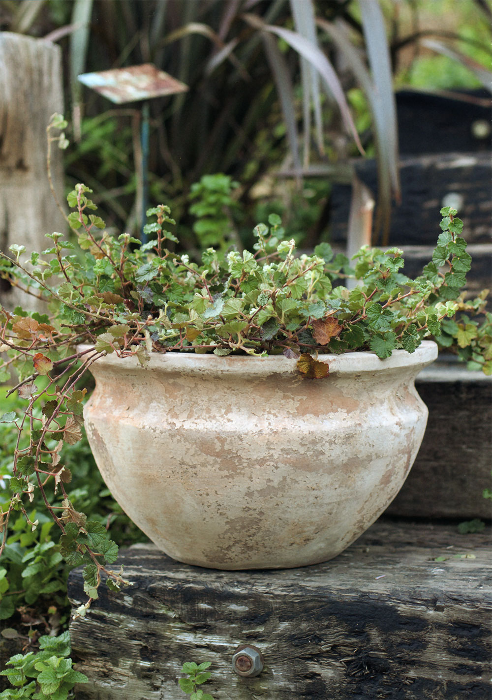 楽天市場】テラコッタ 植木鉢 大型 おしゃれ 人気 プランター おすすめ