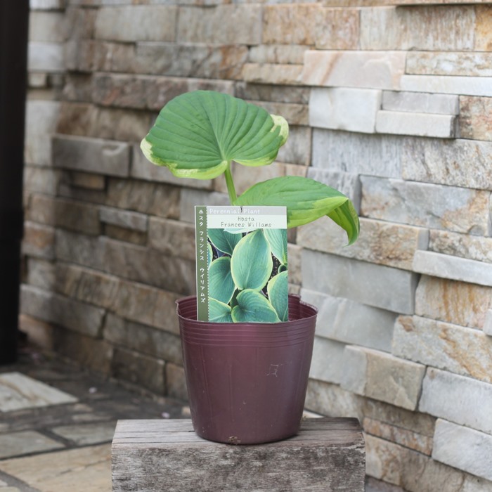 楽天市場】ギボウシ ホスタ 斑入り 4号 4寸 苗 ゴールドスタンダード