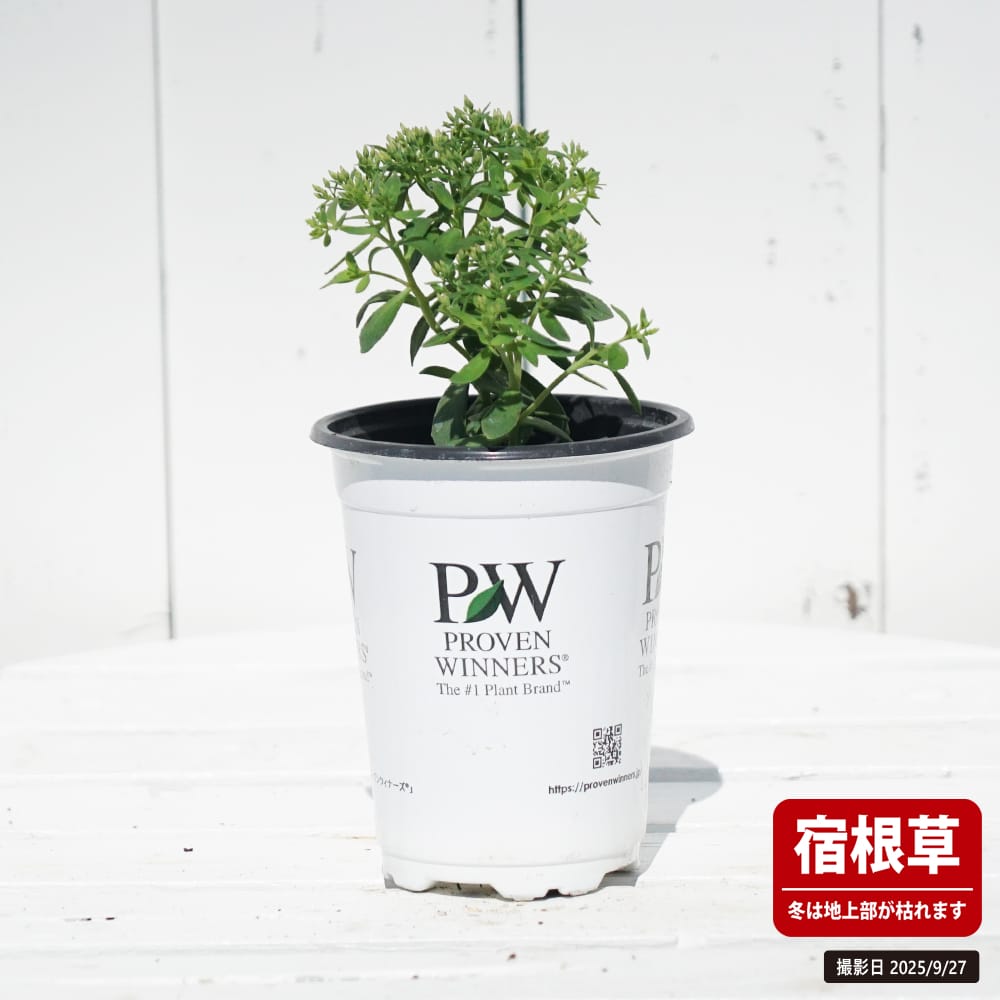 楽天市場】セダム モコランド 【サクラアフロ】 4号ポット苗（PW