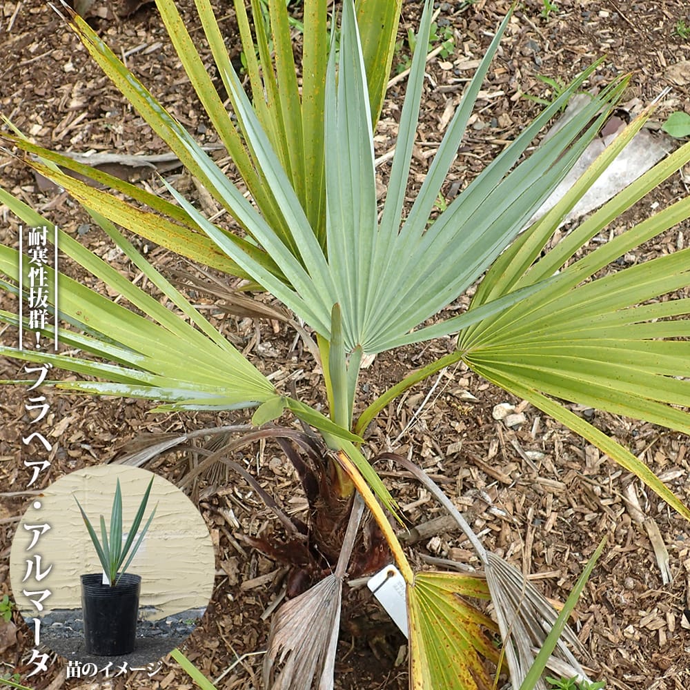 楽天市場】【現品発送】ブラヘア アルマータ 9号鉢植え【AK721