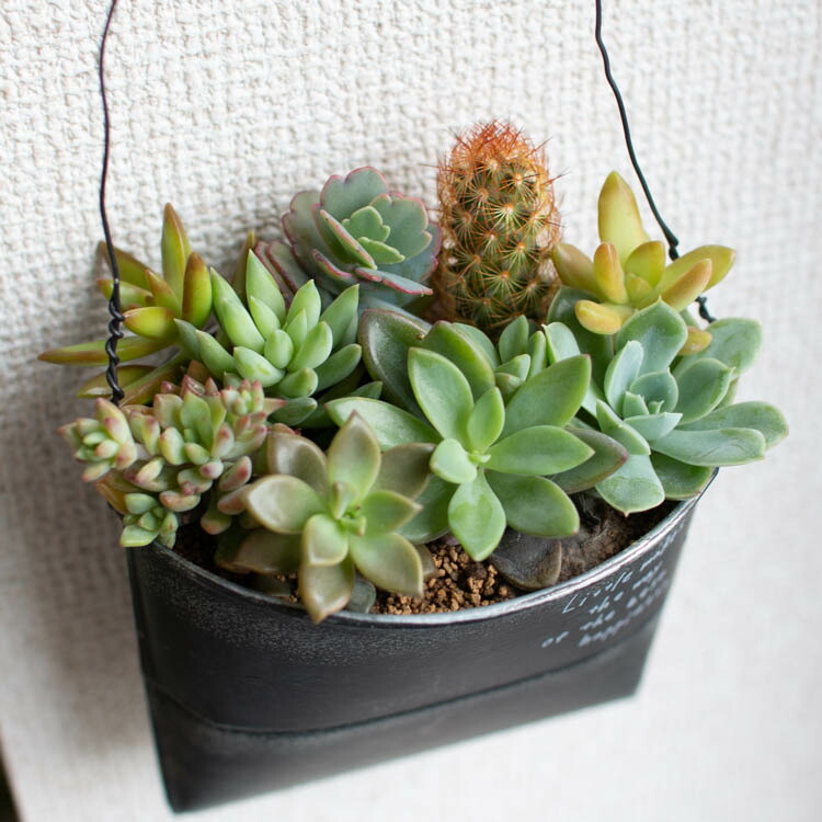 楽天市場】多肉植物 寄せ植え【D】 色々 現品限り 育てやすい 観葉植物