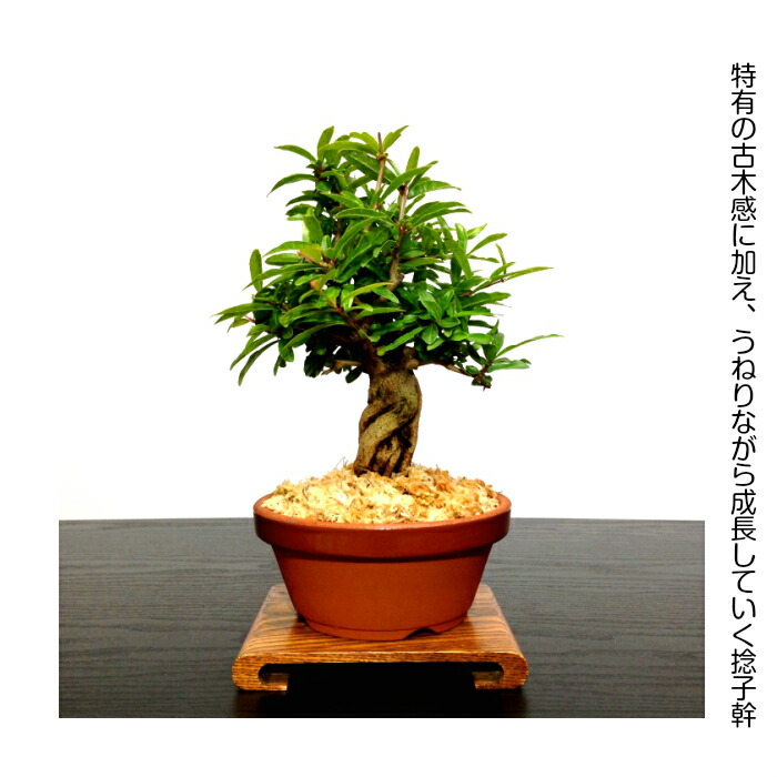 楽天市場】盆栽 ざくろ 希少 太捻幹 柘榴 明解育て方指南書付【盆栽