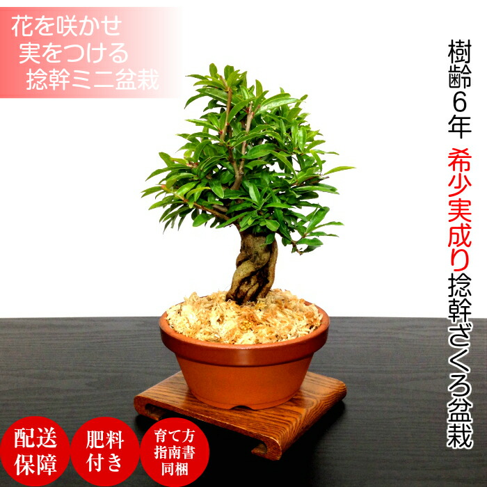 楽天市場】盆栽 ざくろ 希少 太捻幹 柘榴 明解育て方指南書付【盆栽