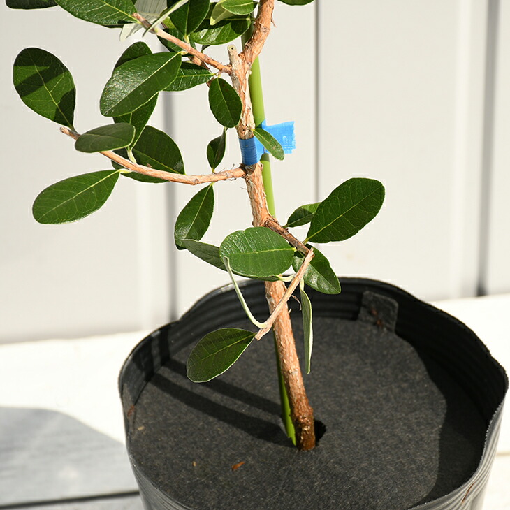 楽天市場】フェイジョア 苗 【スイベル（R）ゴールデングース】 2年生